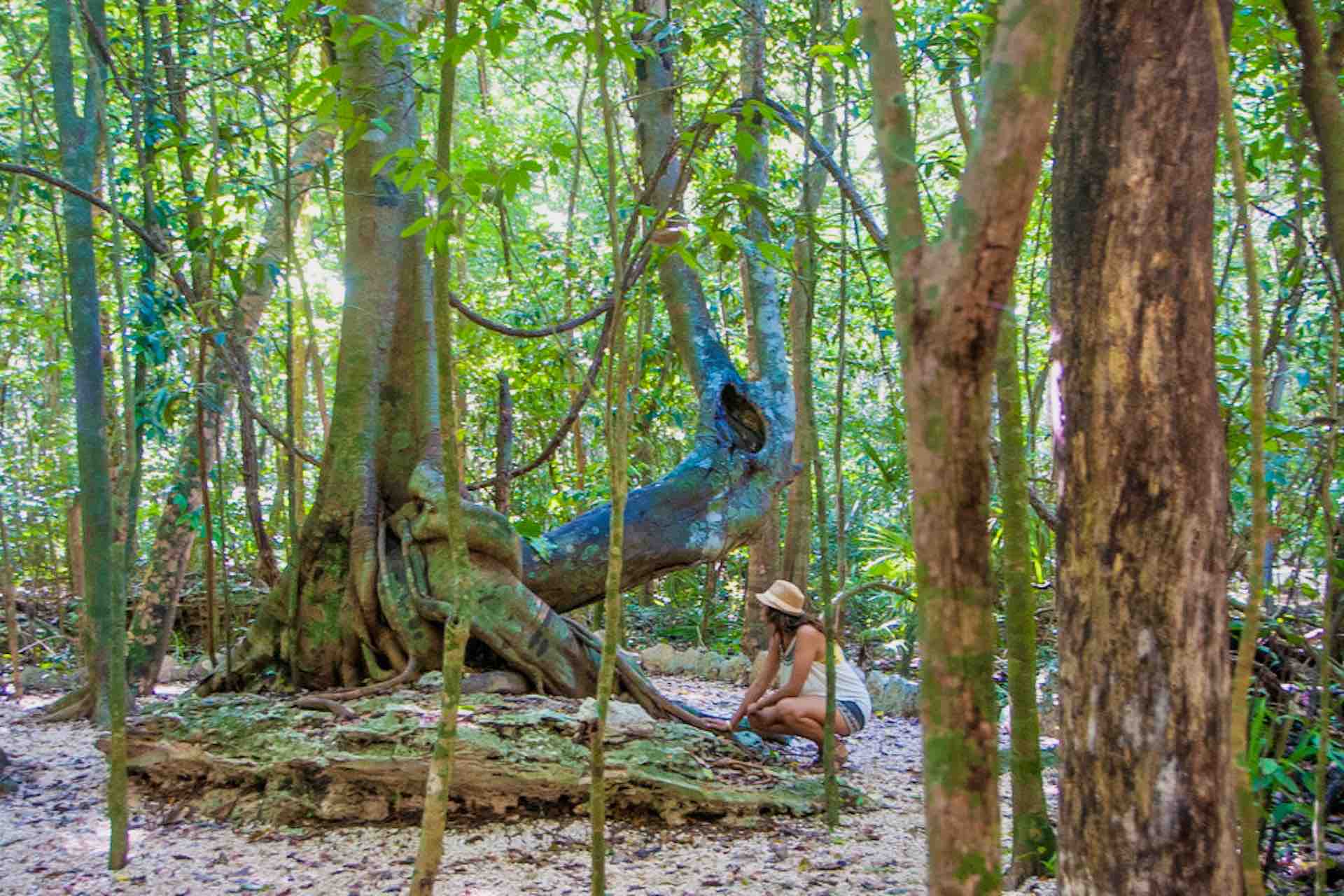 Mexico Sian Ka’An Muyil Lagoon estuary mangrove trees