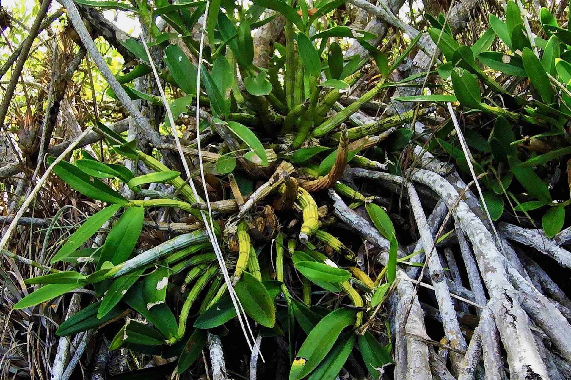 Mexico Sian Ka’An Muyil estuary mangrove tree