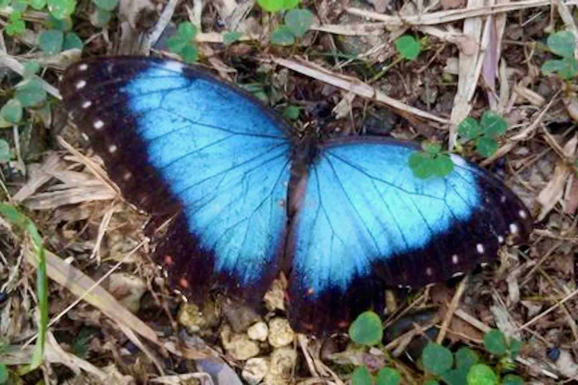 hagia sofia huatulco nature botanical garden blue butterfly