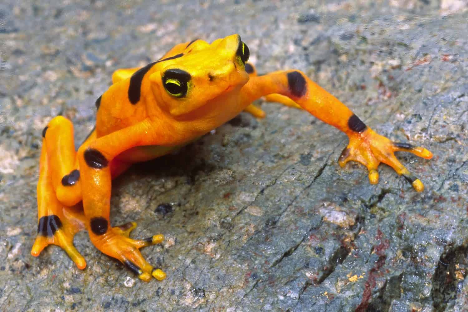 Panamanian Golden Frog in El Valle de Anton Panama