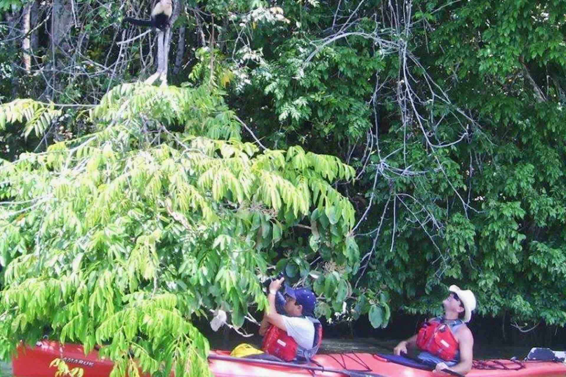 Gatun kayak guests with monkey