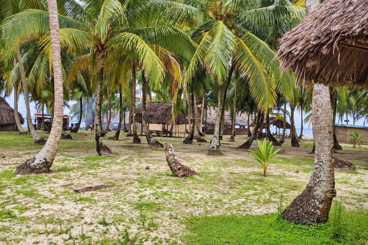 Coconut palm grove with rustic shelters on the island at Isla Perro San Blas