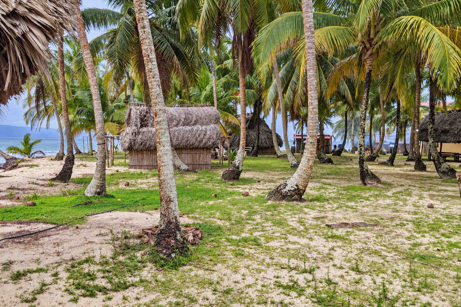 Thatched hut among coconut palms beside the sea at Isla Perro San Blas