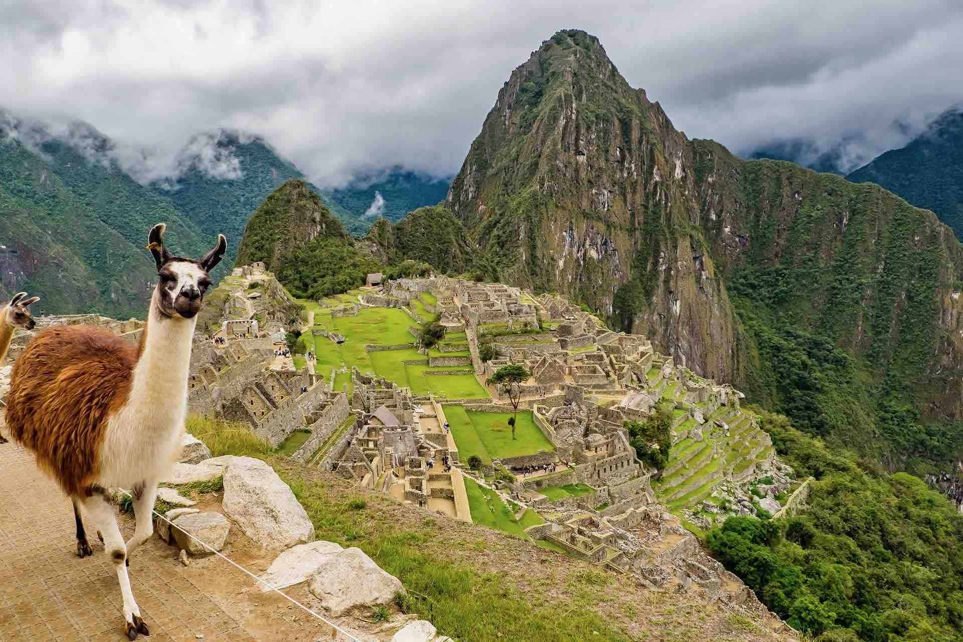 Machu Picchu lama