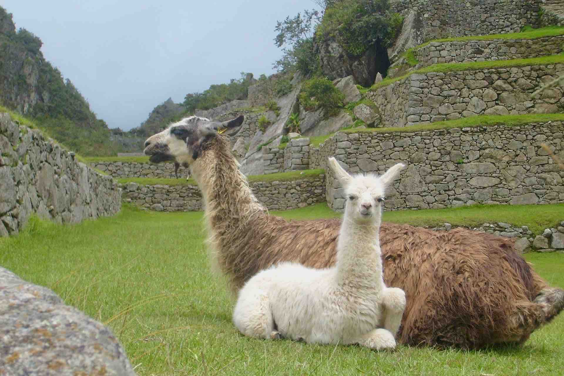Machu Picchu llamas
