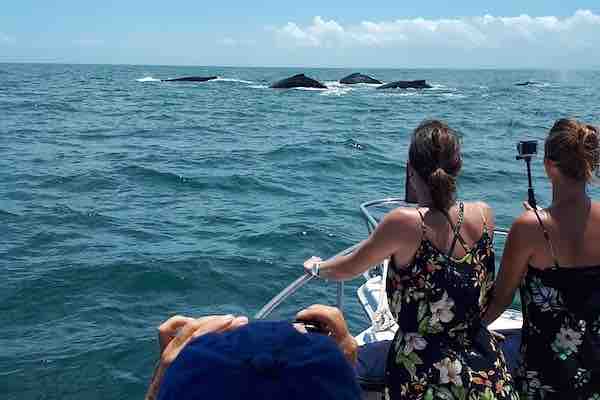 Whale Watching in the Pearl Islands Panama Humpback whale watching in the Pearl Islands Panama