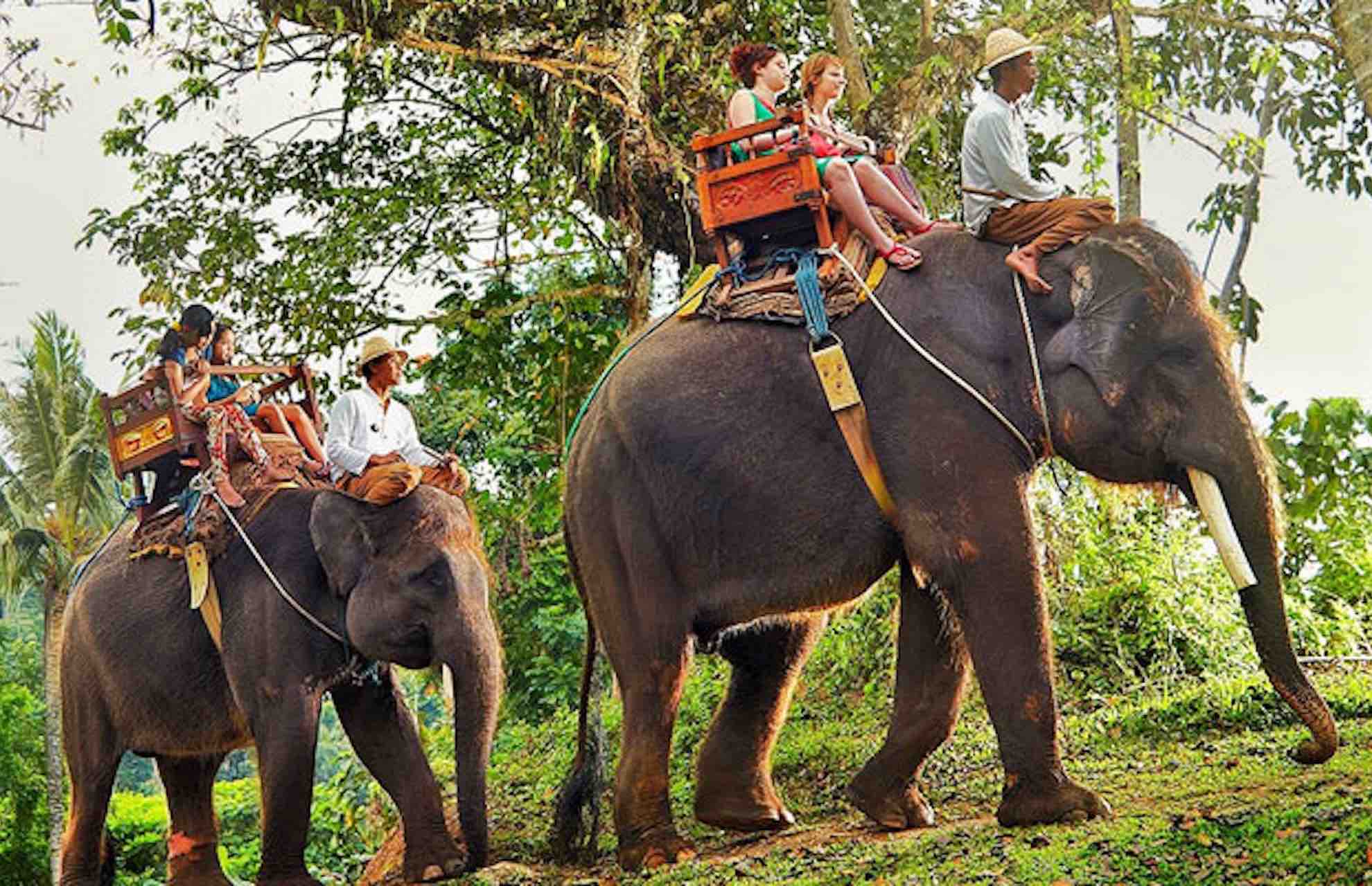Bali Elephant Ride with guests