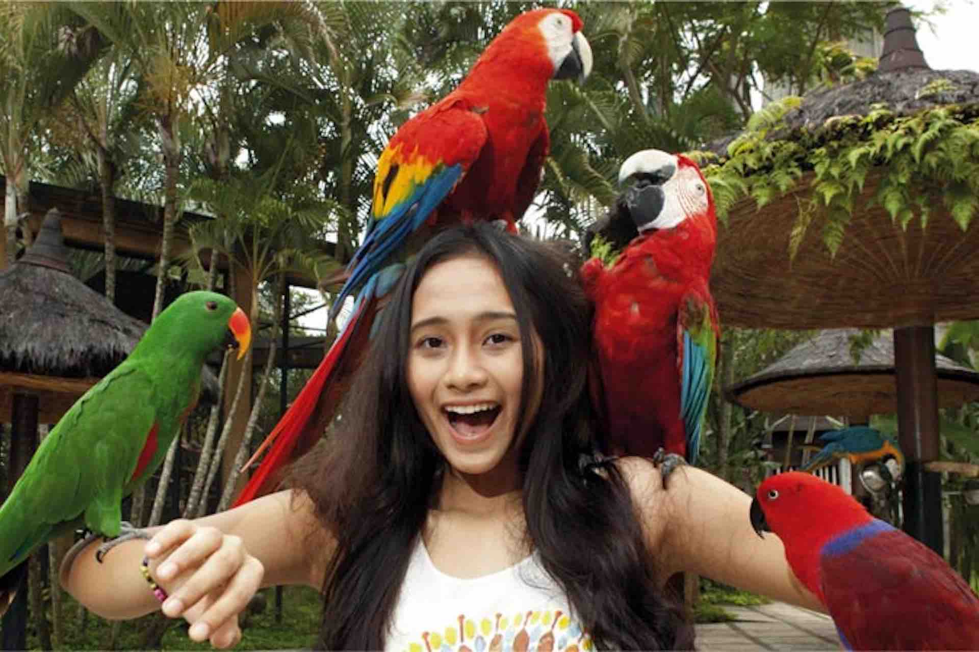 Bali woman with birds in Bali Bird Park