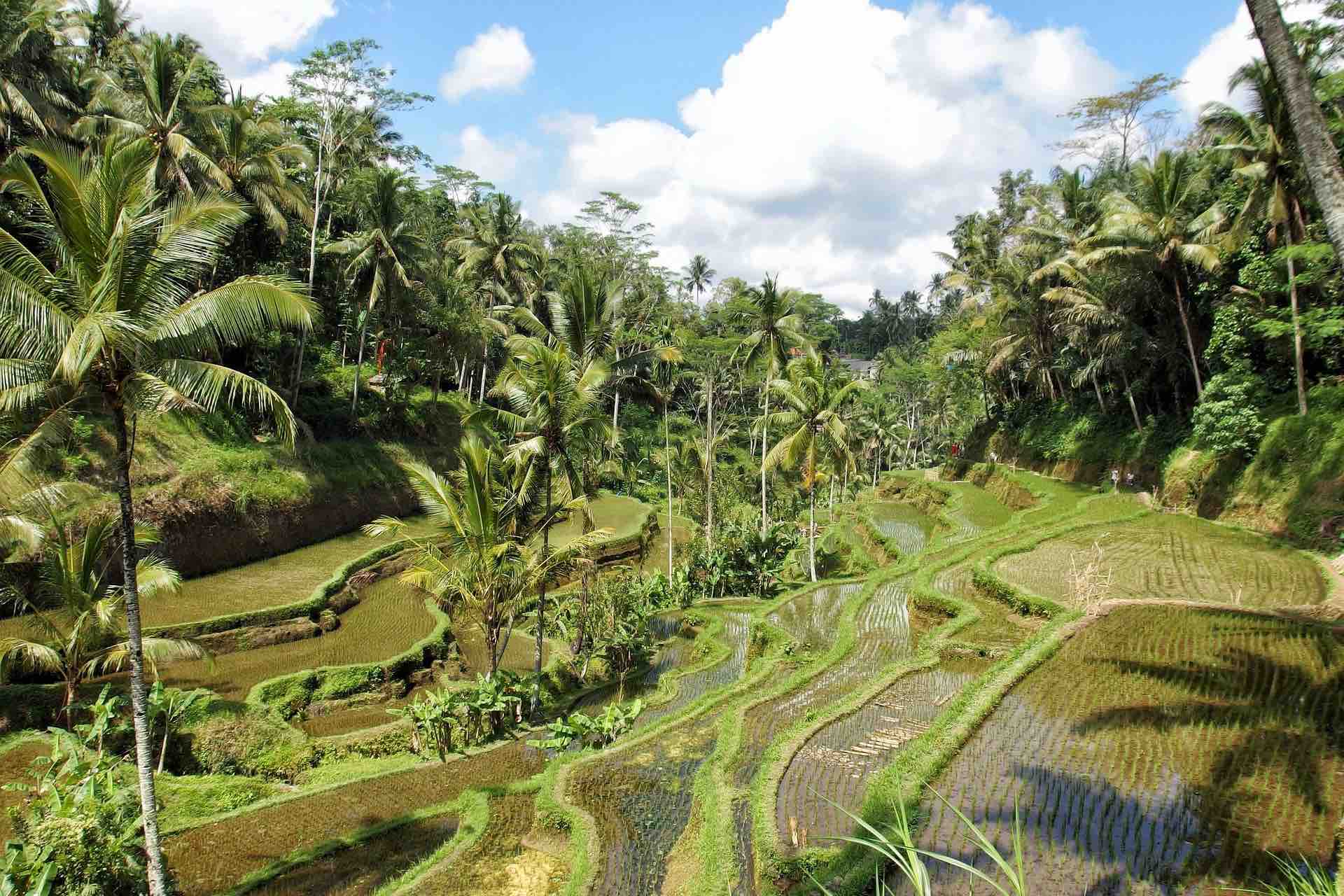 Ubud Bali rice terrace 1