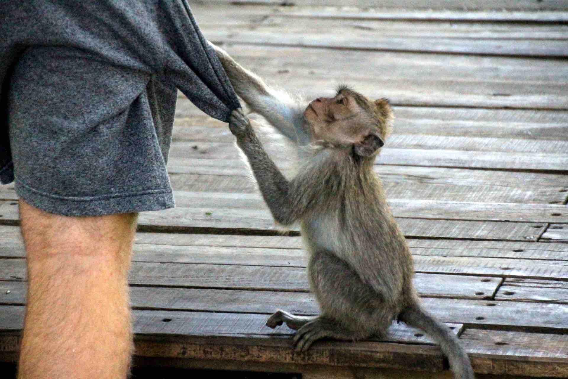 Ubud monkey pulling on man shorts 1