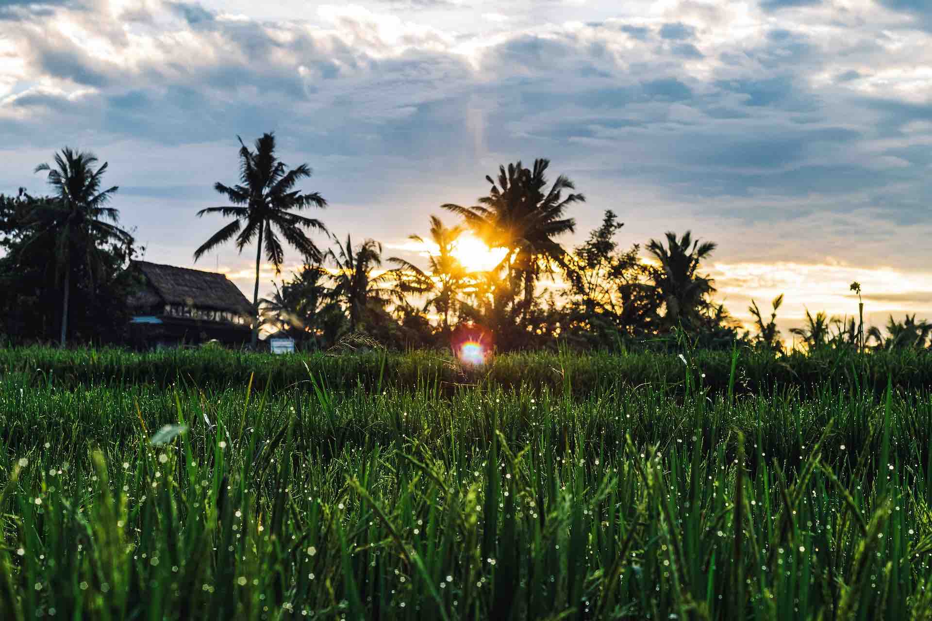 Ubud rice paddy during sunrise 1