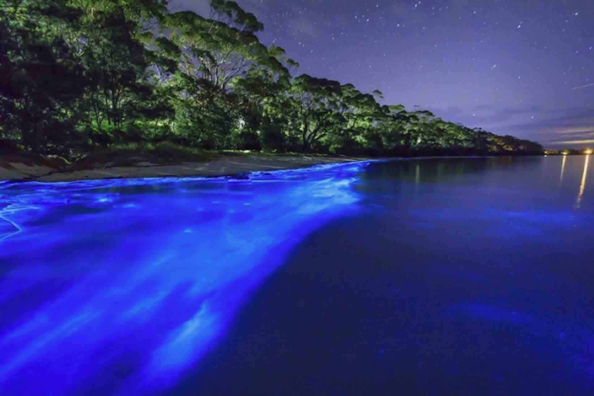 Bocas del Toro Bioluminescence tour beach