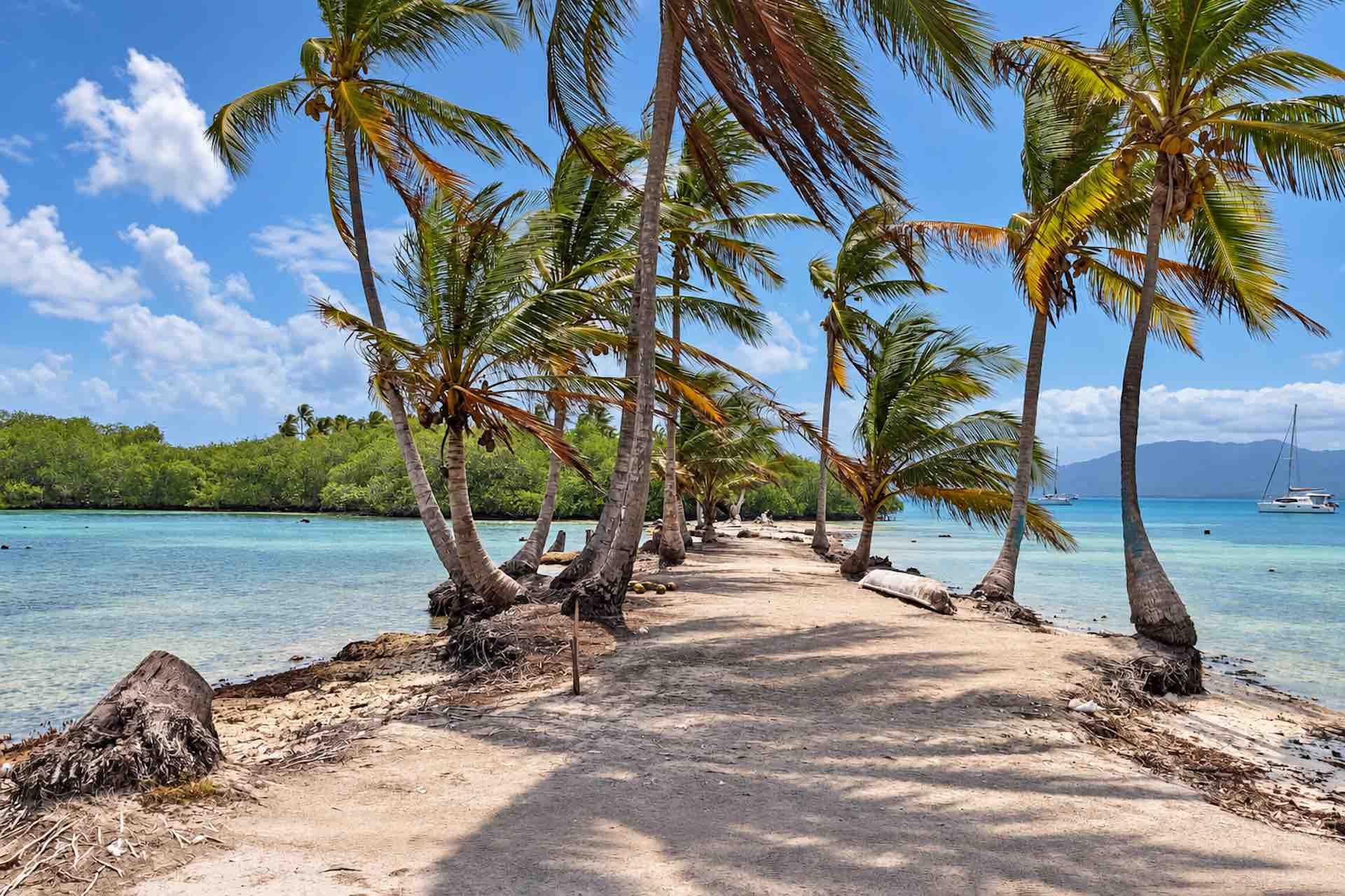 Sandy path lined with palms on Isla Miryadup, San Blas