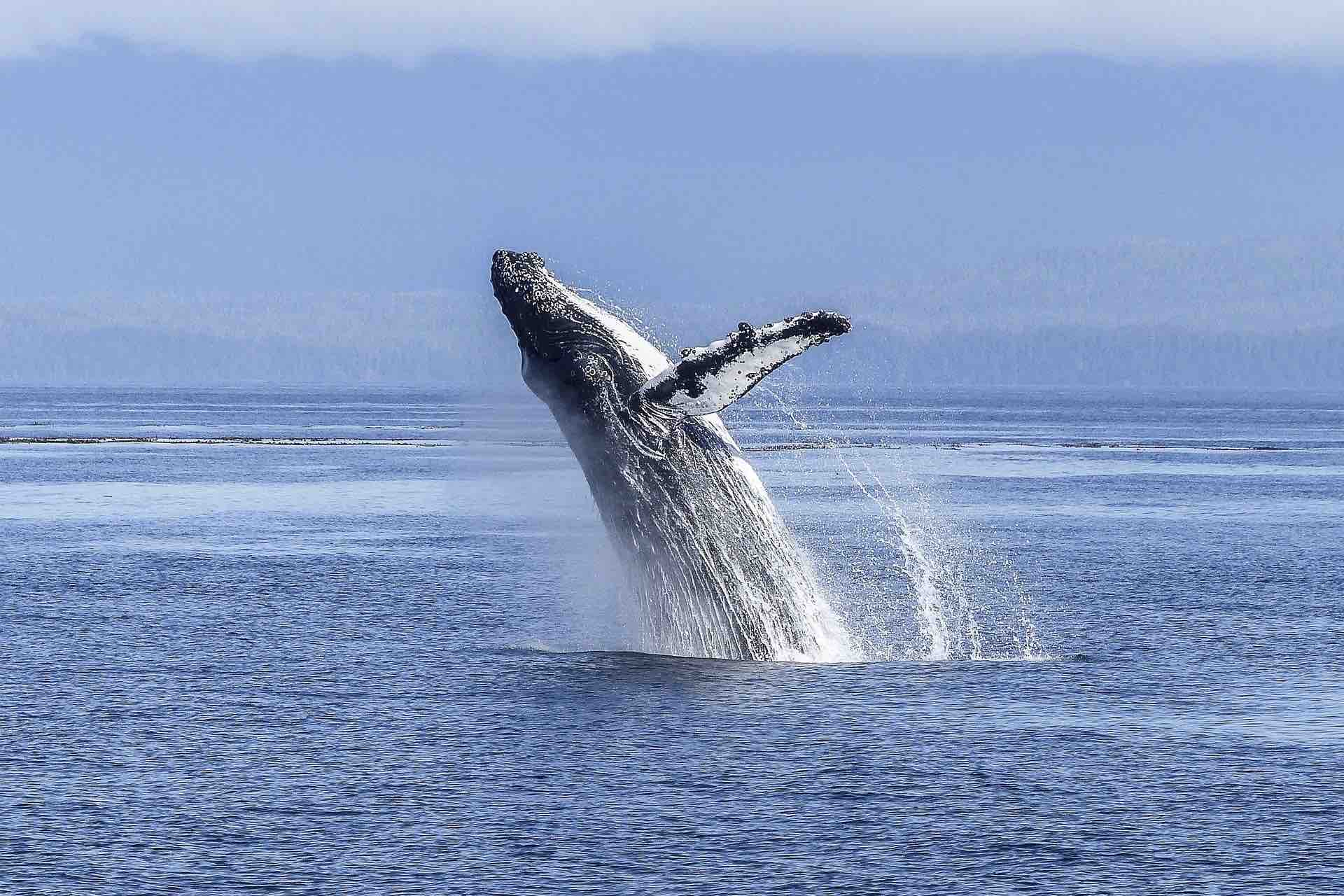 Las Perlas whale watching panama humpback breaching 2