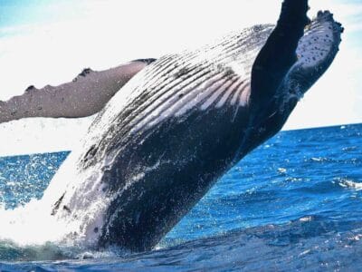 Las Perlas whale watching panama humpback breaching