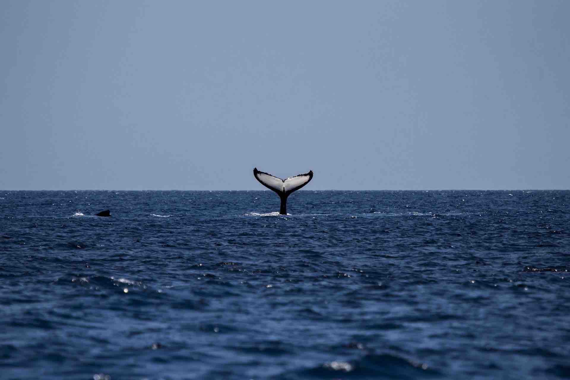 Las Perlas whale watching panama humpback tail fin
