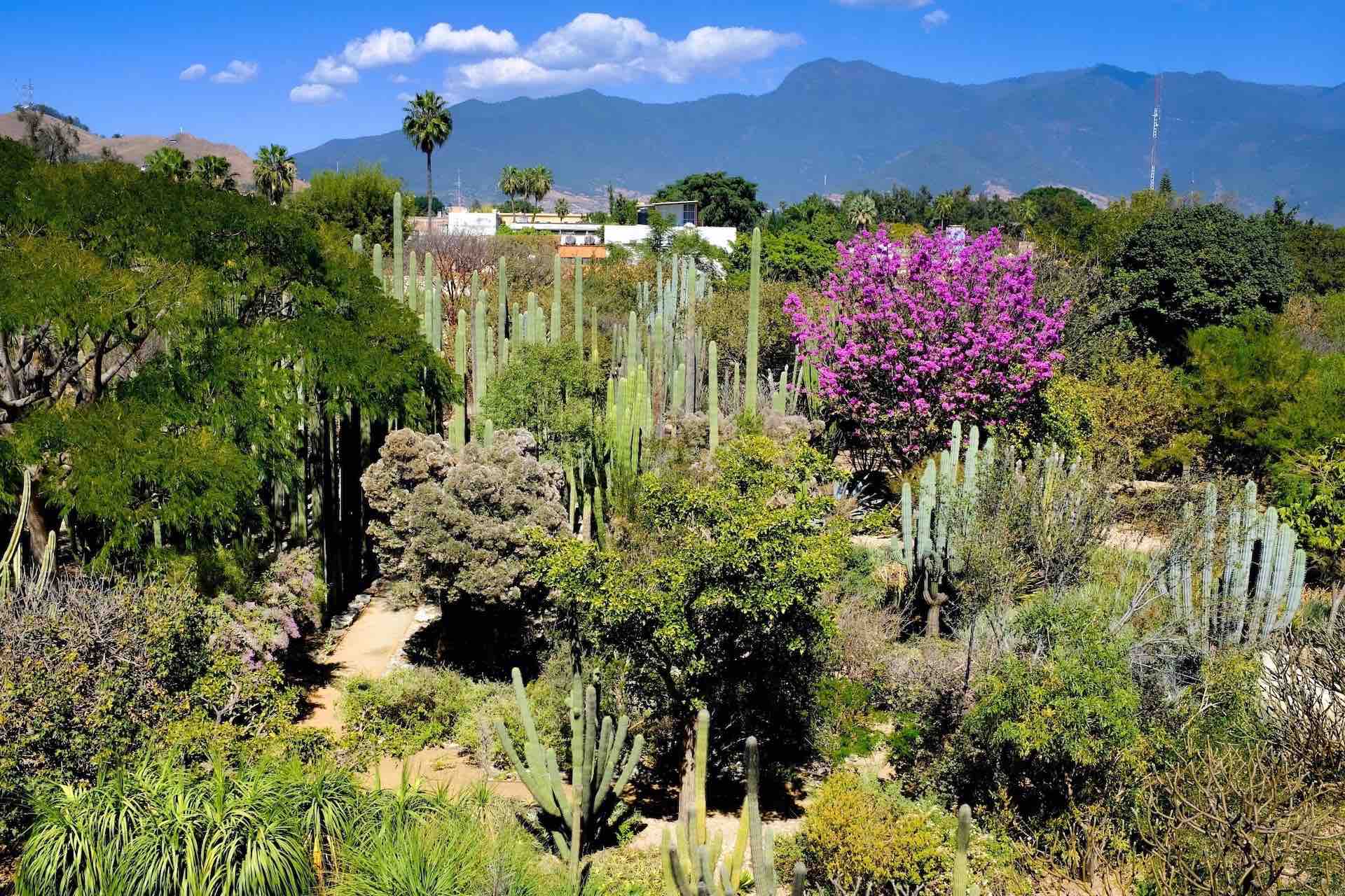 Oaxaca City Walking Tour botanical garden view