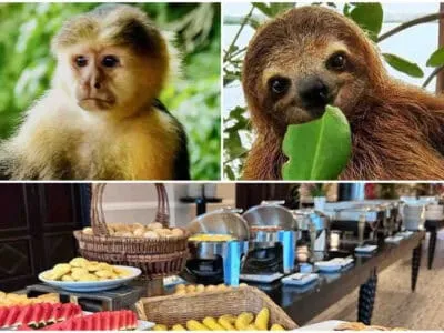 Gamboa Rainforest Resort Monkey Island Sloth Sanctuary Combo de almuerzo buffet tours en panama qué hacer en la ciudad de Panamá