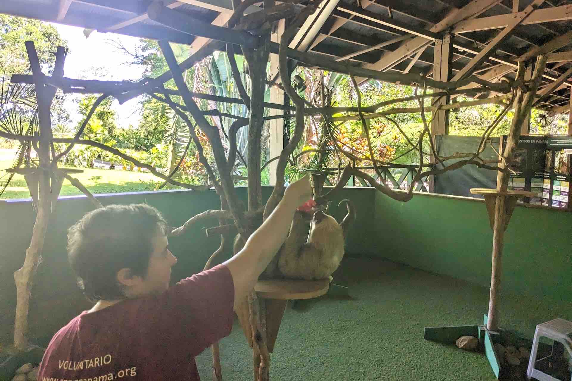Gamboa Rainforest Resort Sloth Sanctuary exhibit with trainer