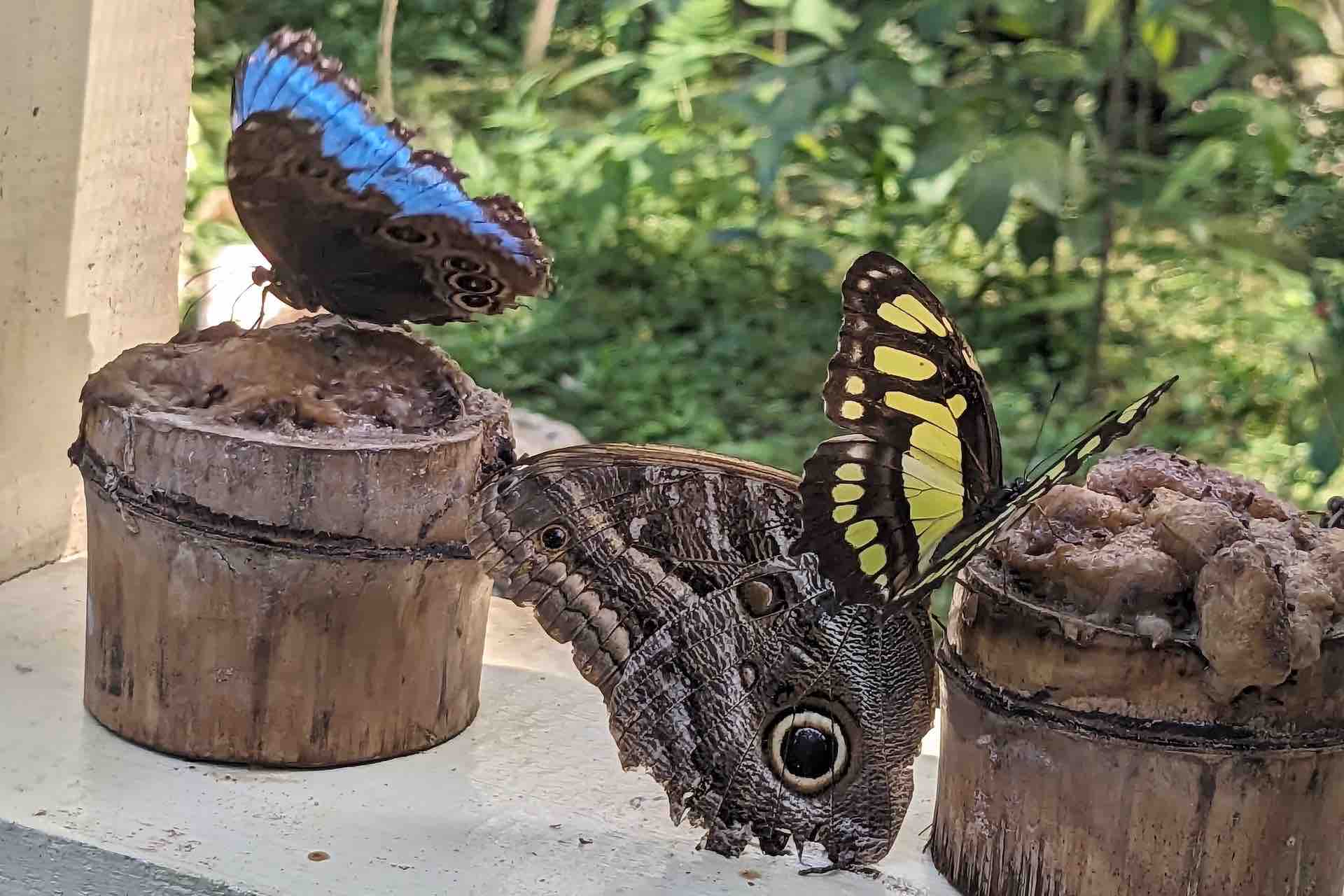 Gamboa Rainforest Resort butterflies close up