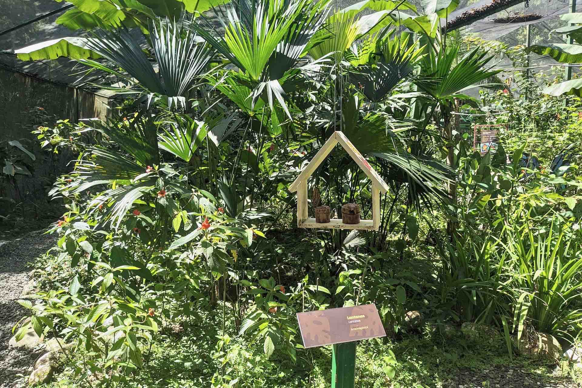 Gamboa Rainforest Resort butterfly house exhibition