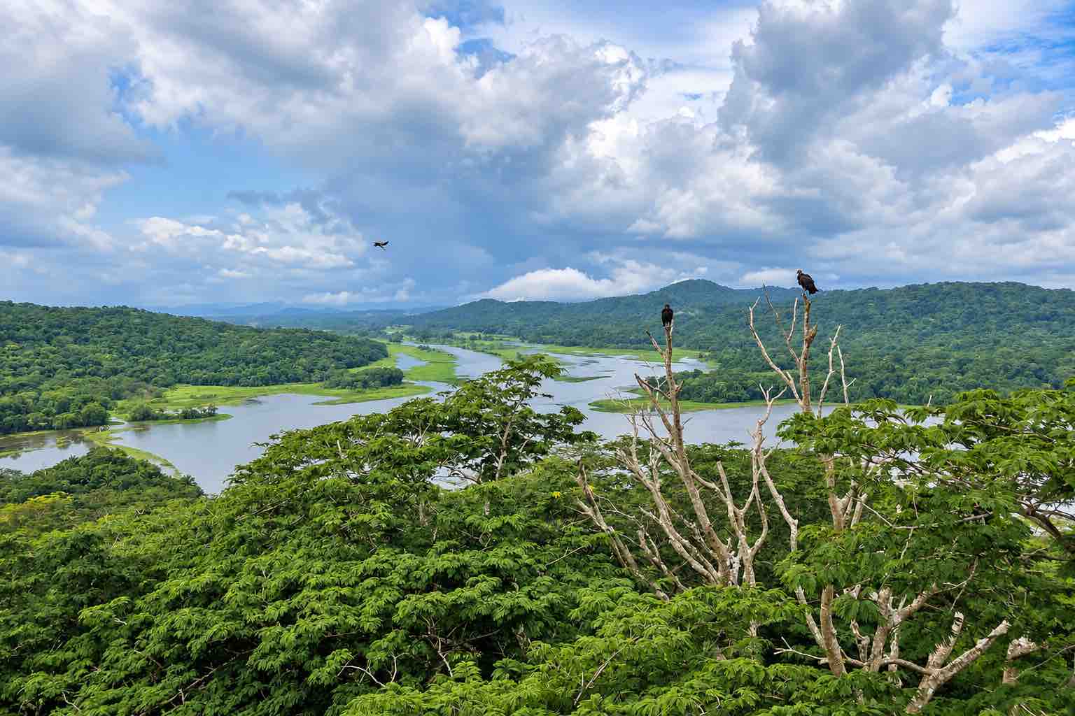Panama Canal and rainforest viewed from the Gamboa observation tower, with birds in the foreground