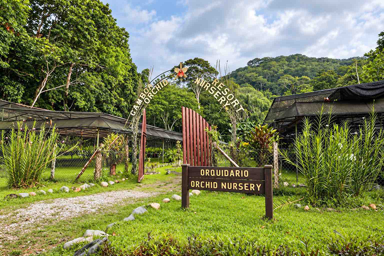 Tropical plants and shaded walkways in the Gamboa orchid nursery