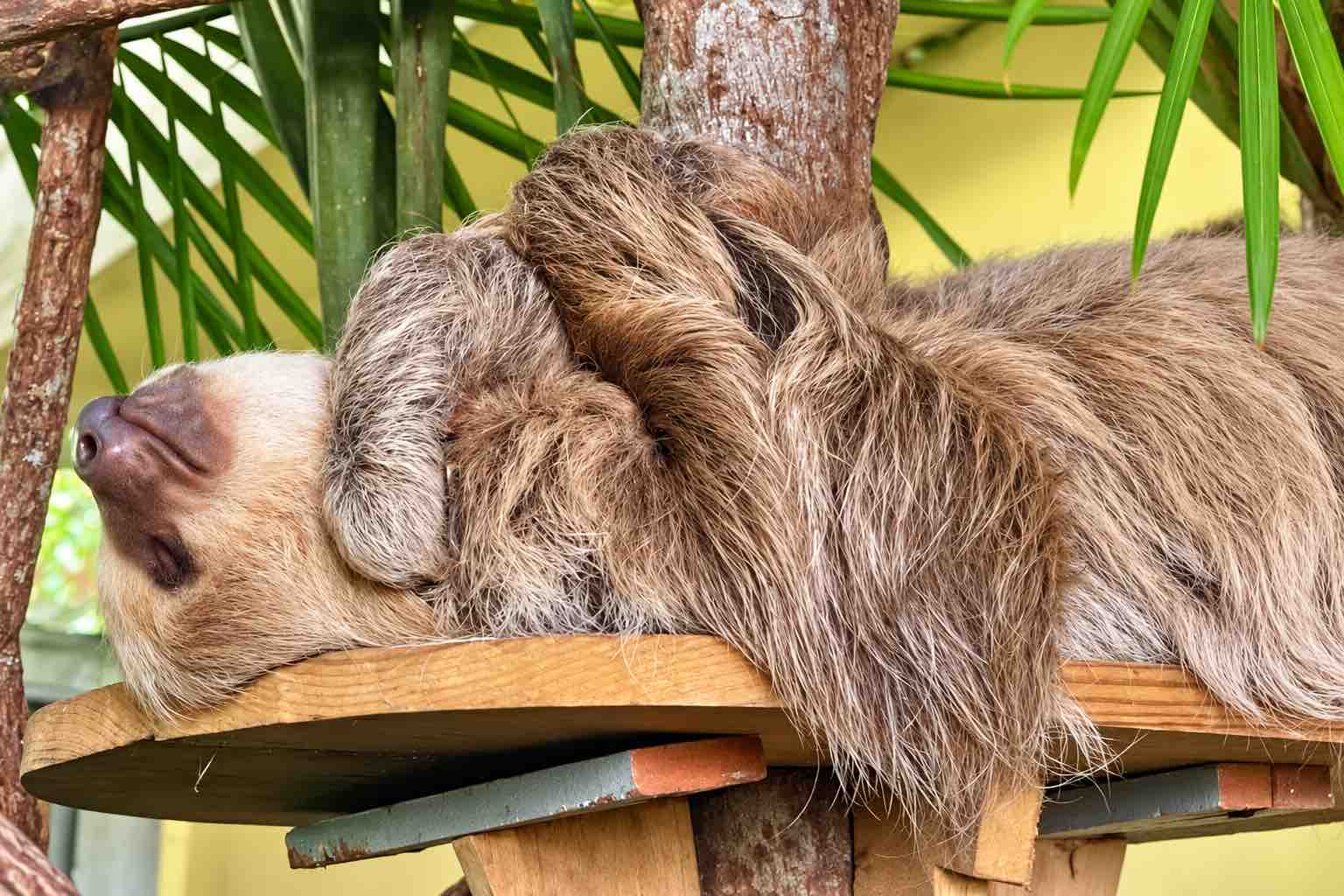Gamboa Sloth Sanctuary Panama Sleeping sloth resting at the Gamboa Sloth Sanctuary