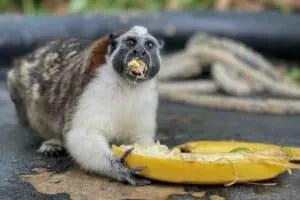 Gatun Lake Panama Tours Titi Monkey Eating Banana Gatun Lake panama tours titi monkey eating banana