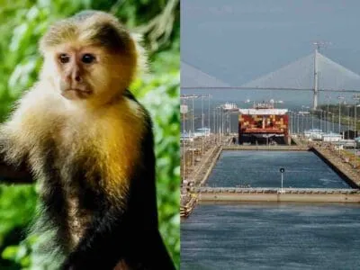 Isla de los Monos Esclusas del Canal de Panamá Tours en Panamá Ciudad de Panamá Tours desde la Ciudad de Panamá qué hacer en Panamá tour combinado