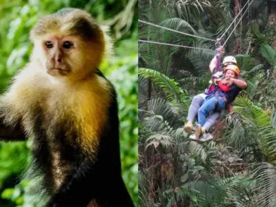 Zipline Panama Monkey Island Tours en Panamá que hacer en Panamá tours desde la ciudad de Panamá