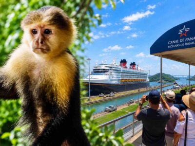 Capuchin monkey and visitors watching a ship at the Miraflores Locks in Panama