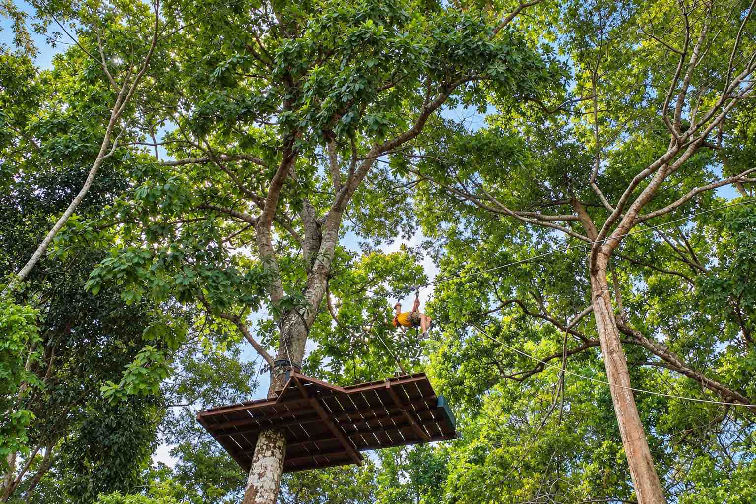 Guest riding above a wooden tree platform on the Zipline Panama rainforest course.