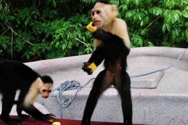 Monkey Island Panama Tours Boat Tour Monkey island panama tours boat tour