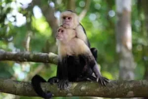 Capuchin Monkey Island Panama Sloth Sanctuary capuchin monkey island panama sloth sanctuary