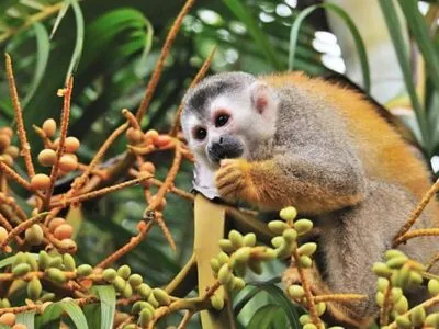 &Quot;Mono Titi&Quot; Squirrel Monkey Eat Berry In A Tree. "Mono titi" squirrel monkey eat berry in a tree.