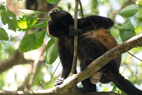 monkey island Panama tours what to do in panama