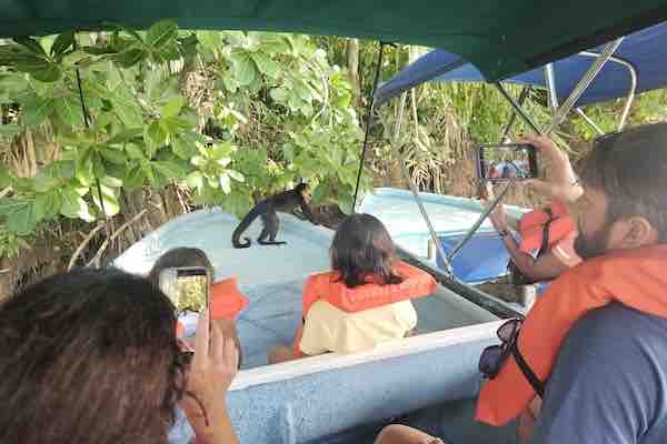 Monkey Island Tour – Gatun Lake Panama Capuchin monkey during a Monkey Island tour on Gatun Lake Panama