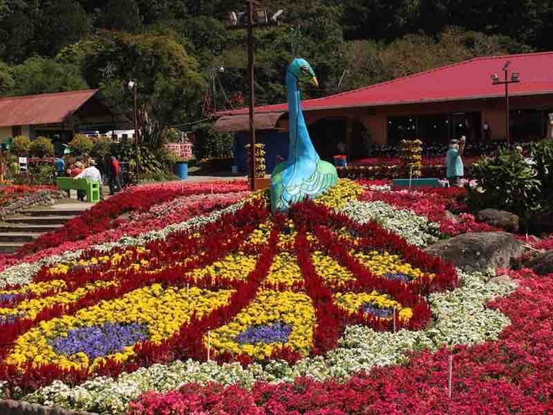 Flower and Coffee Festival in Boquete Colorful flower displays and coffee stands at the Boquete Flower and Coffee Festival in Panama