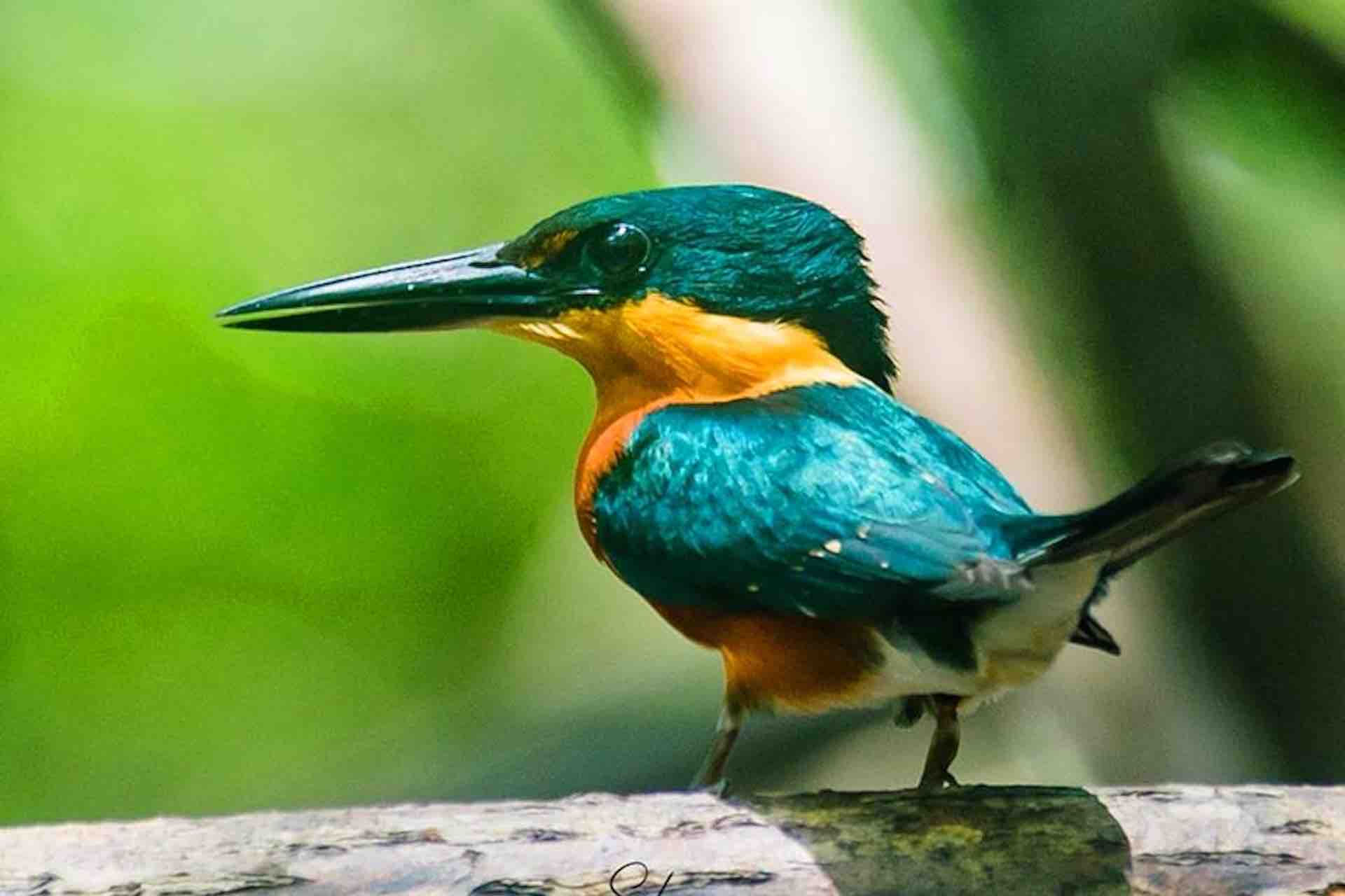 Portobelo Jungle & Reef Adventure – Kayak, Trek & Snorkel Eco Tour bird