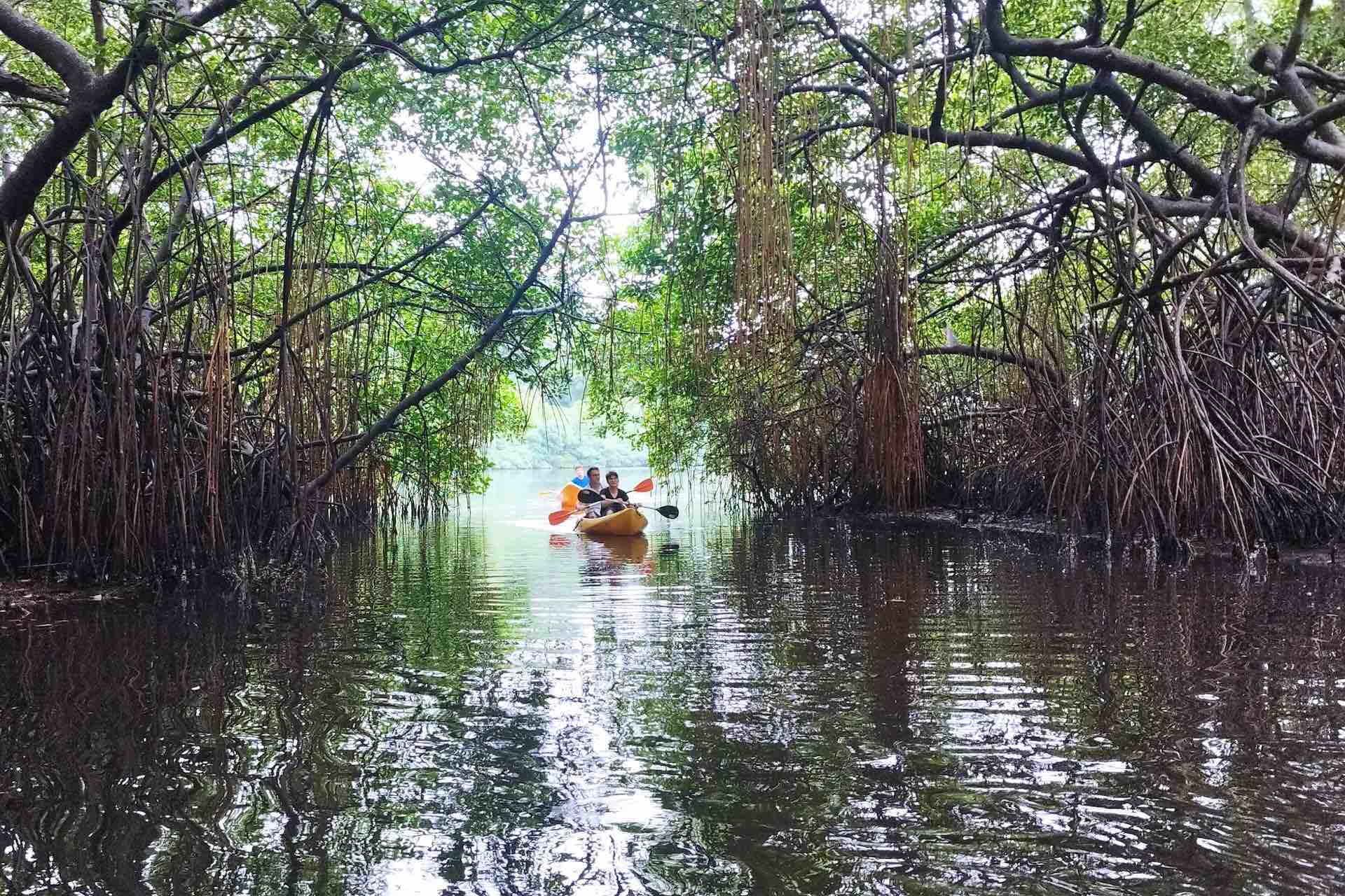Portobelo Jungle & Reef Adventure – Kayak, Trek & Snorkel Eco Tour entering mangrove tunnel