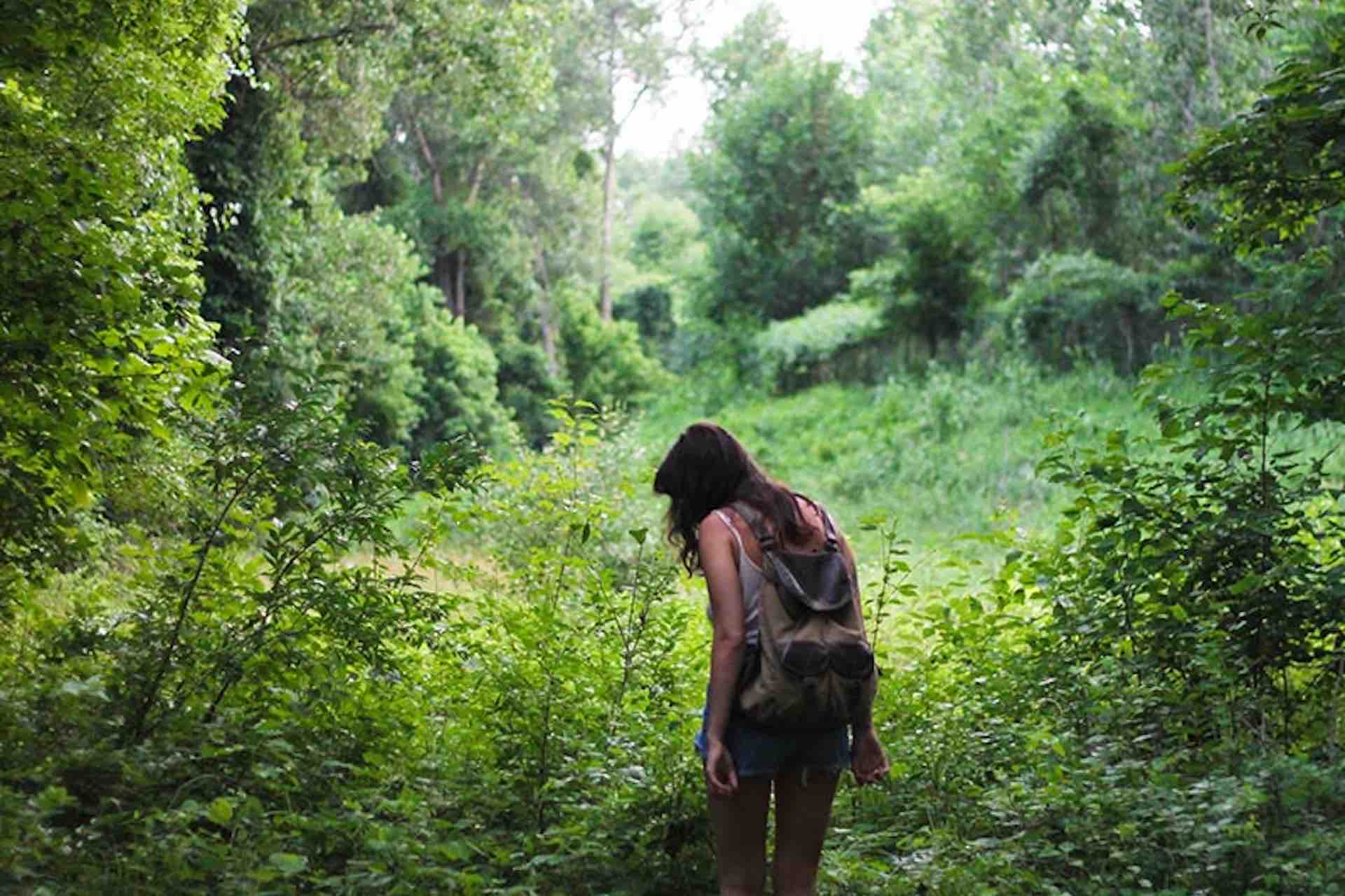 Portobelo Jungle & Reef Adventure – Kayak, Trek & Snorkel Eco Tour forest hike