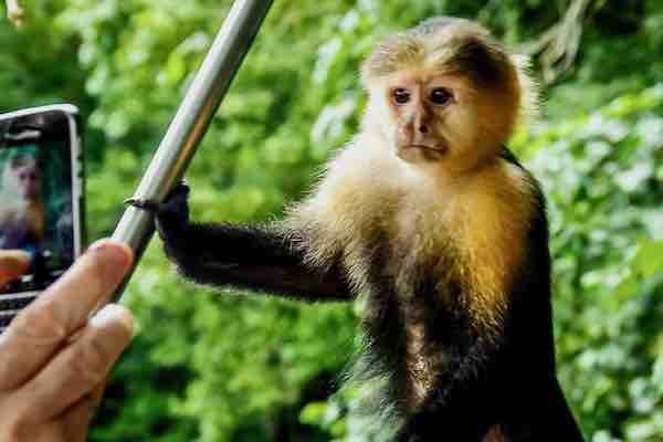 private tours in Panama monkey island 17 private tours in Panama monkey island 17
