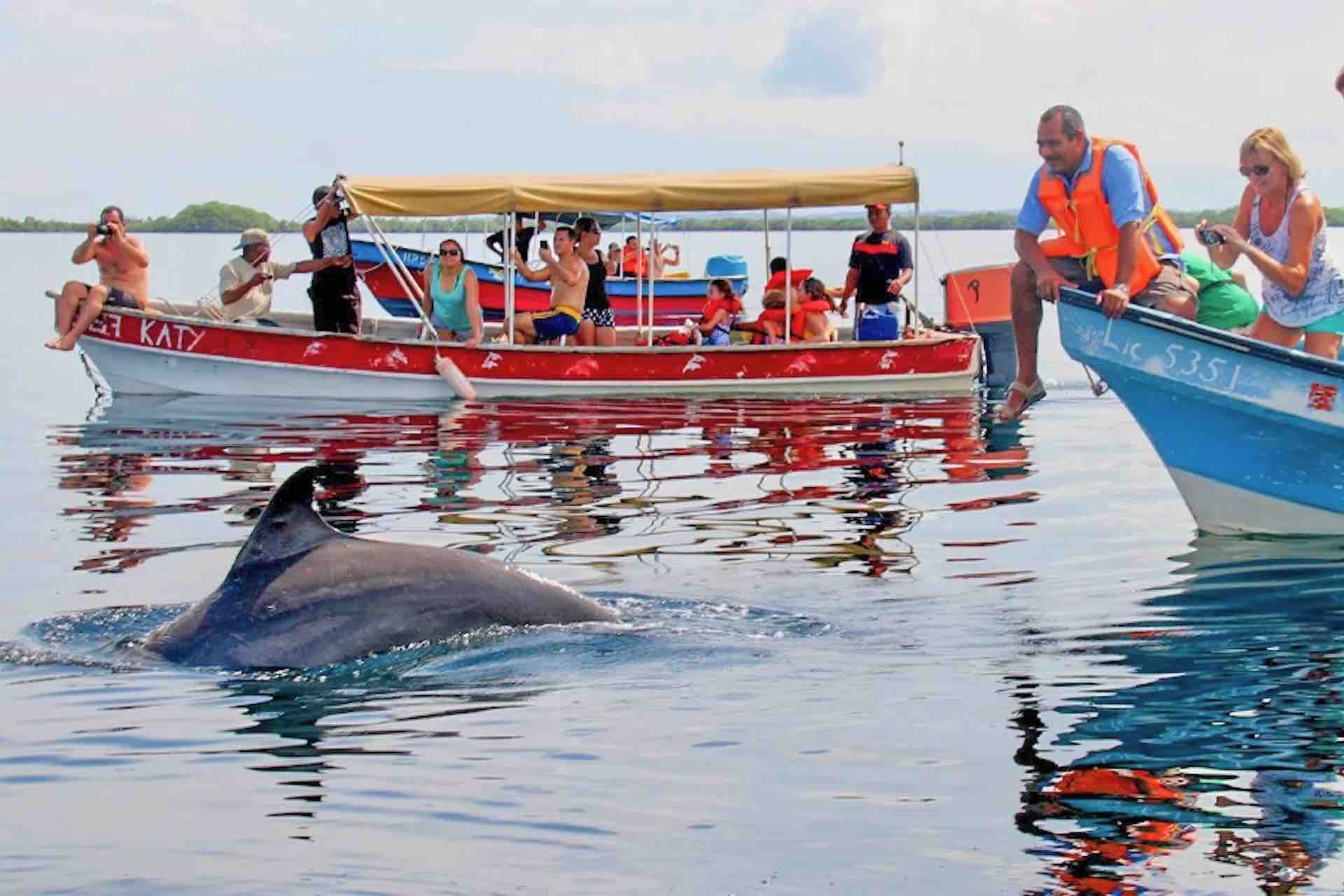 Dolphin Bay bocas del toro tour guests