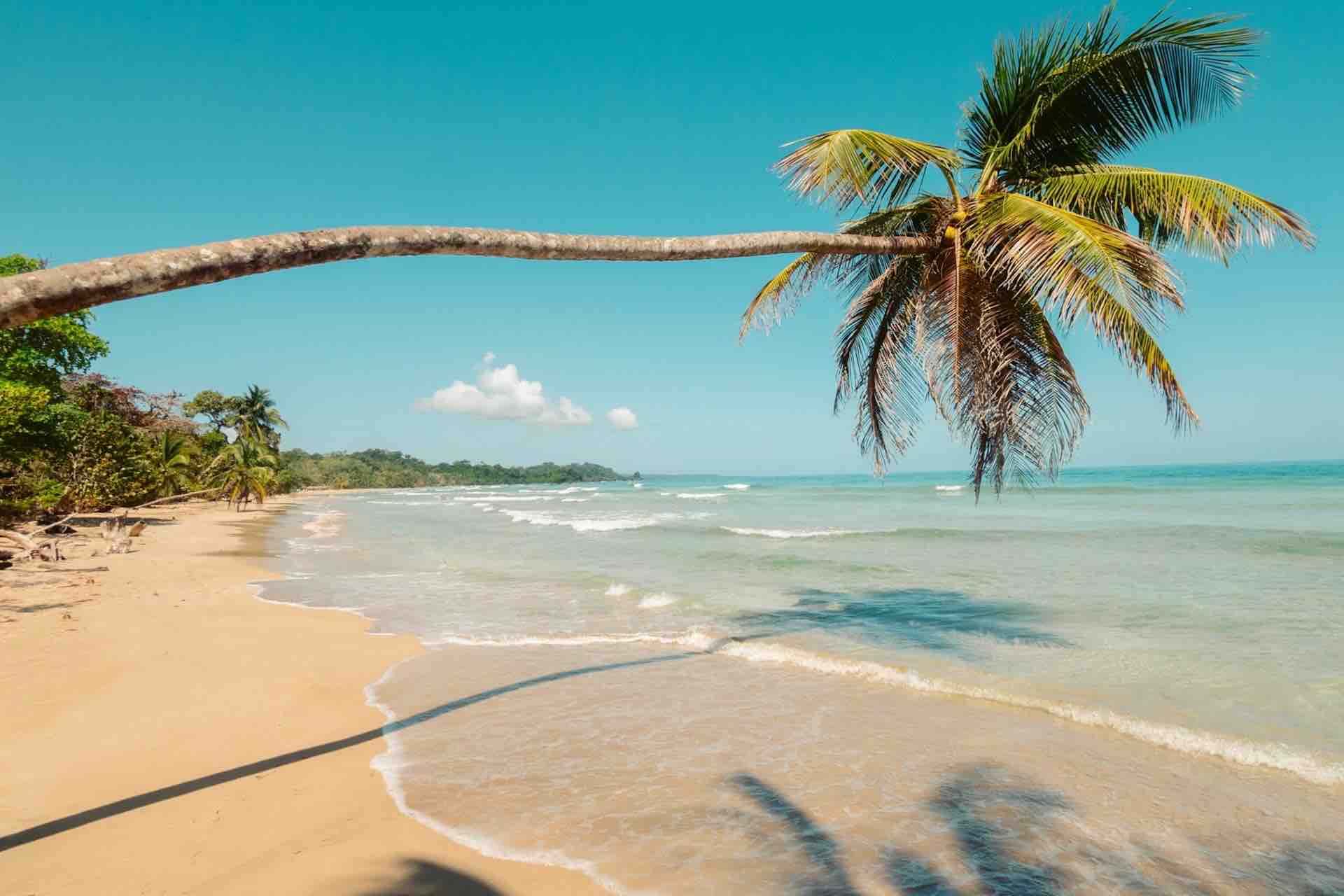 Red Frog Beach bocas del toro tour palm tree