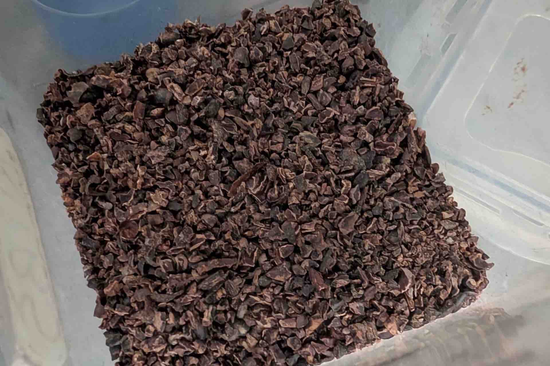 bocas del toro tour chocolate cacao nibs