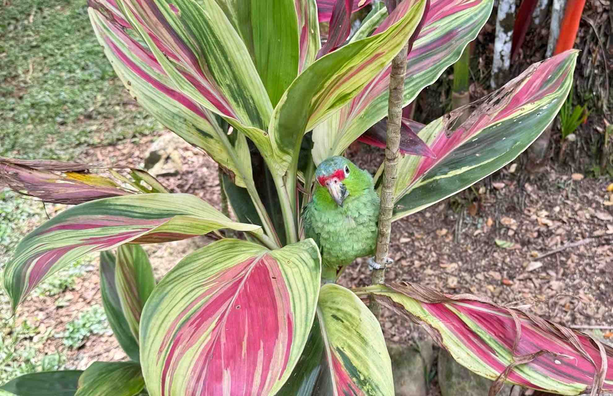 bocas del toro tour chocolate farm cacao bird