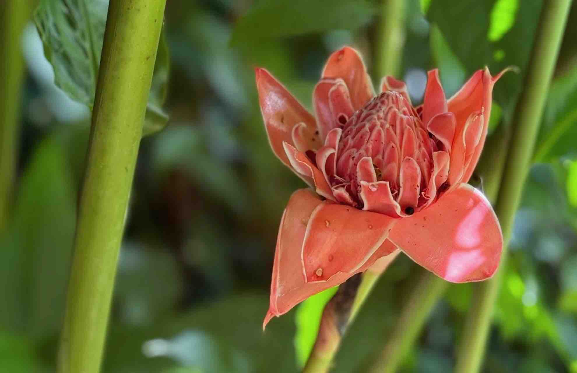 bocas del toro tour chocolate farm cacao flower