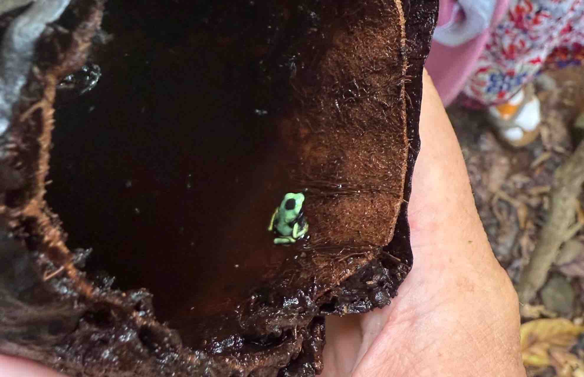 bocas del toro tour chocolate farm cacao frog