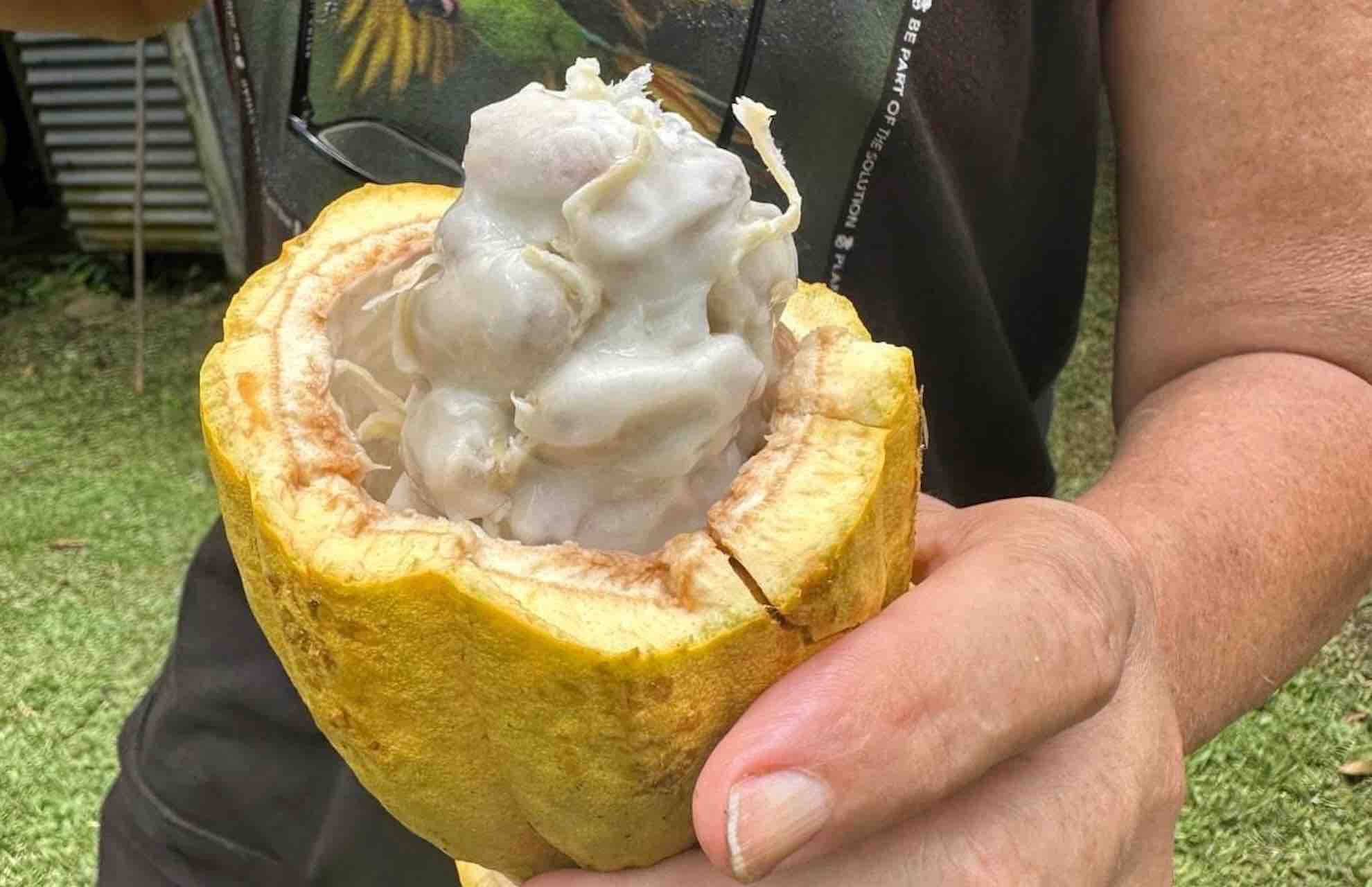 bocas del toro tour chocolate farm cacao fruit